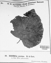 Discosia minima image